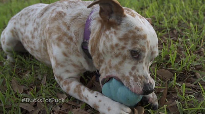 A dog chews on a toy at the park