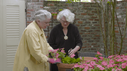 Two grandmothers plant pink flowers in their garden