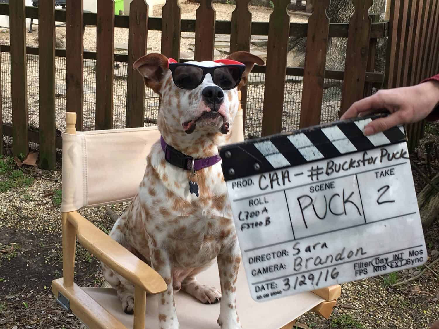 A camera woman says take 2 for an interview with a spotted dog wearing sunglasses