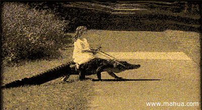 Girl riding an alligator across the street