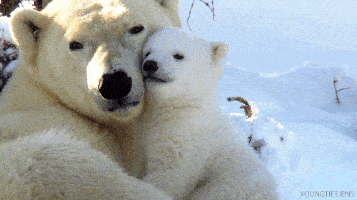 A baby polar bear snuggles her mother 