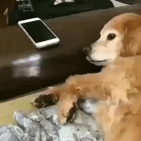 dog blocks the phone with paw gif