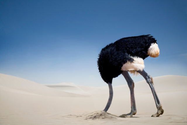 ostrich, head in the sand