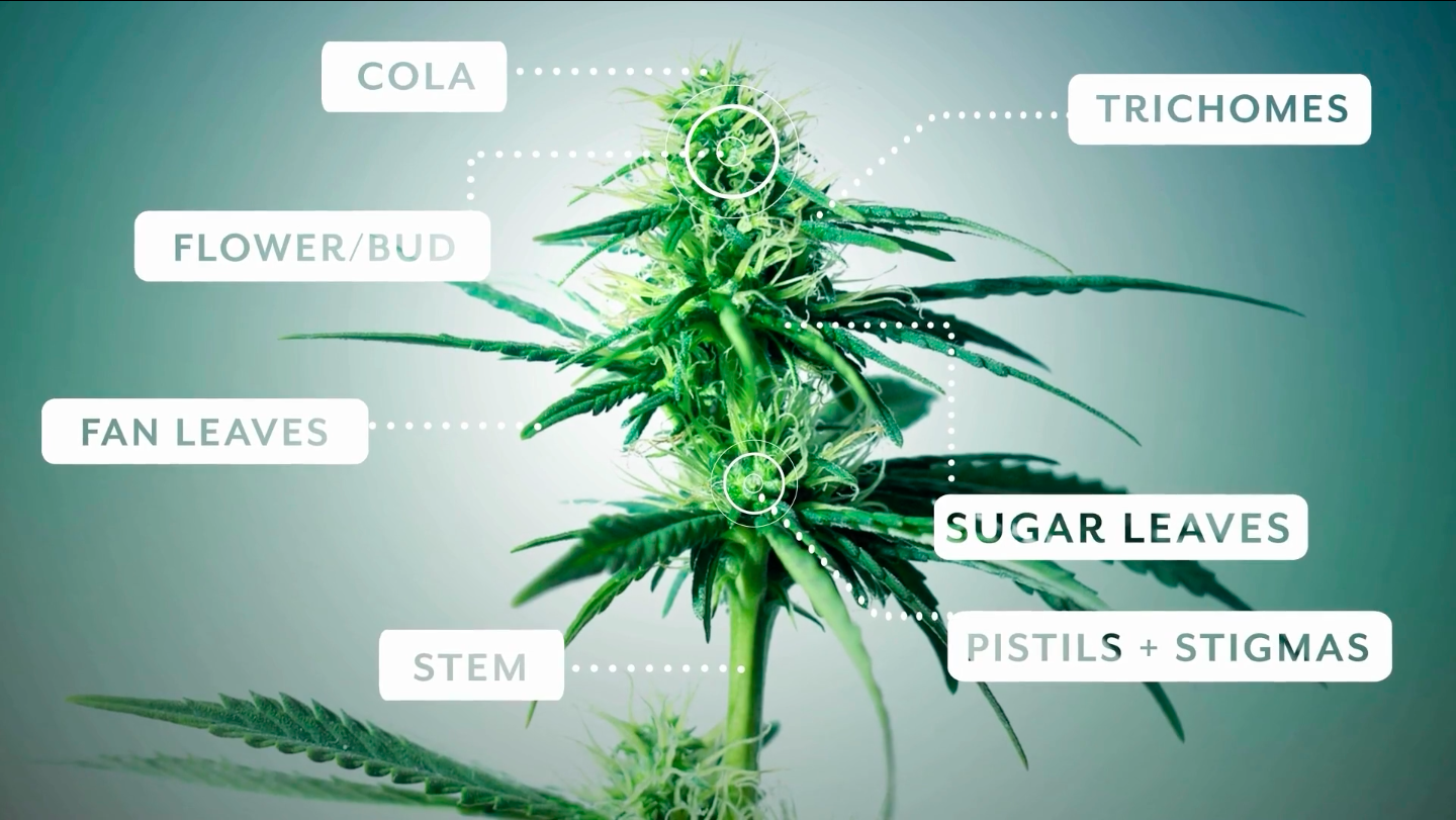 Diagram of Cannabis