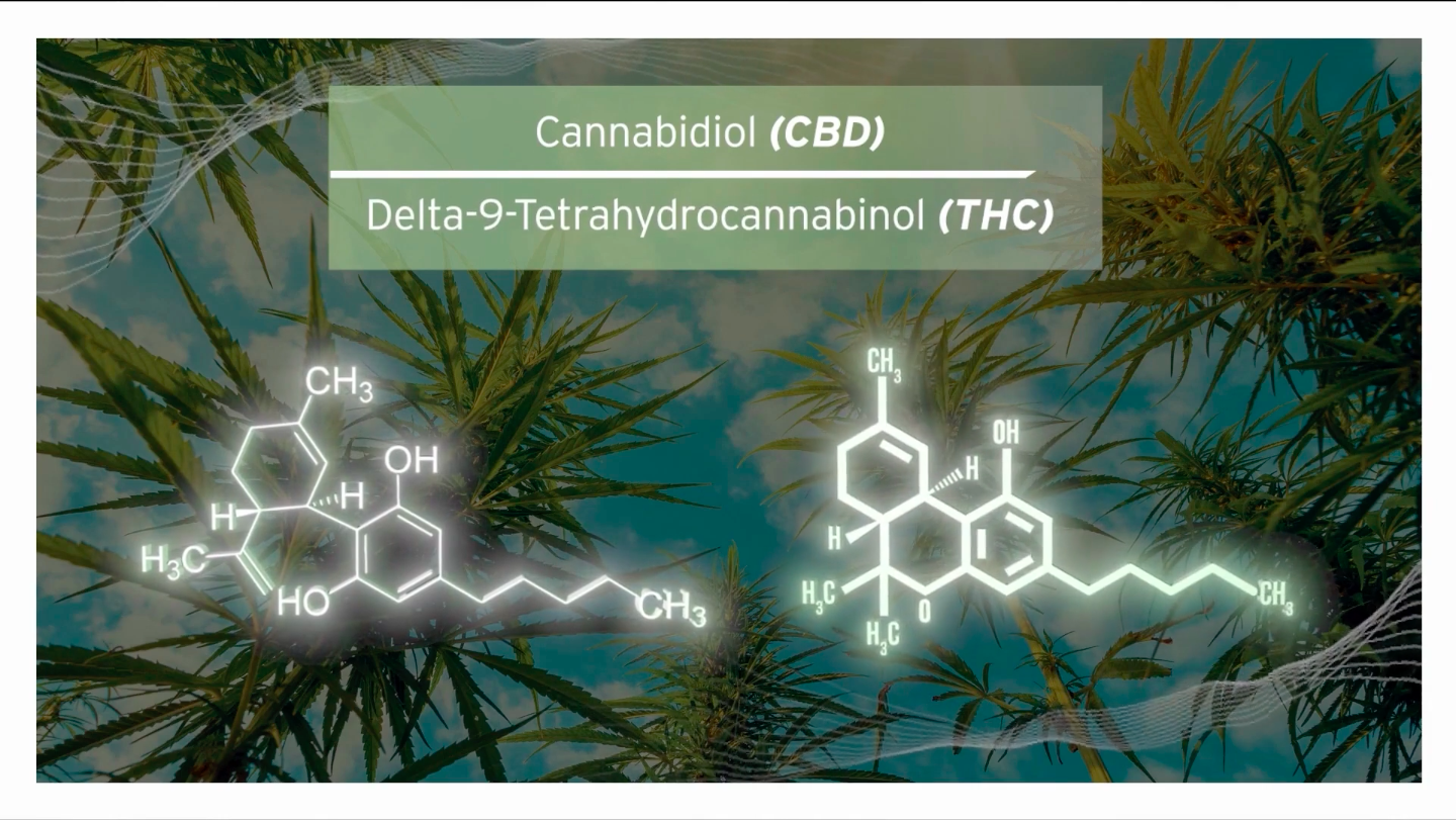 Cannabidiol and Delta 9 Tetrahydrocannabinol