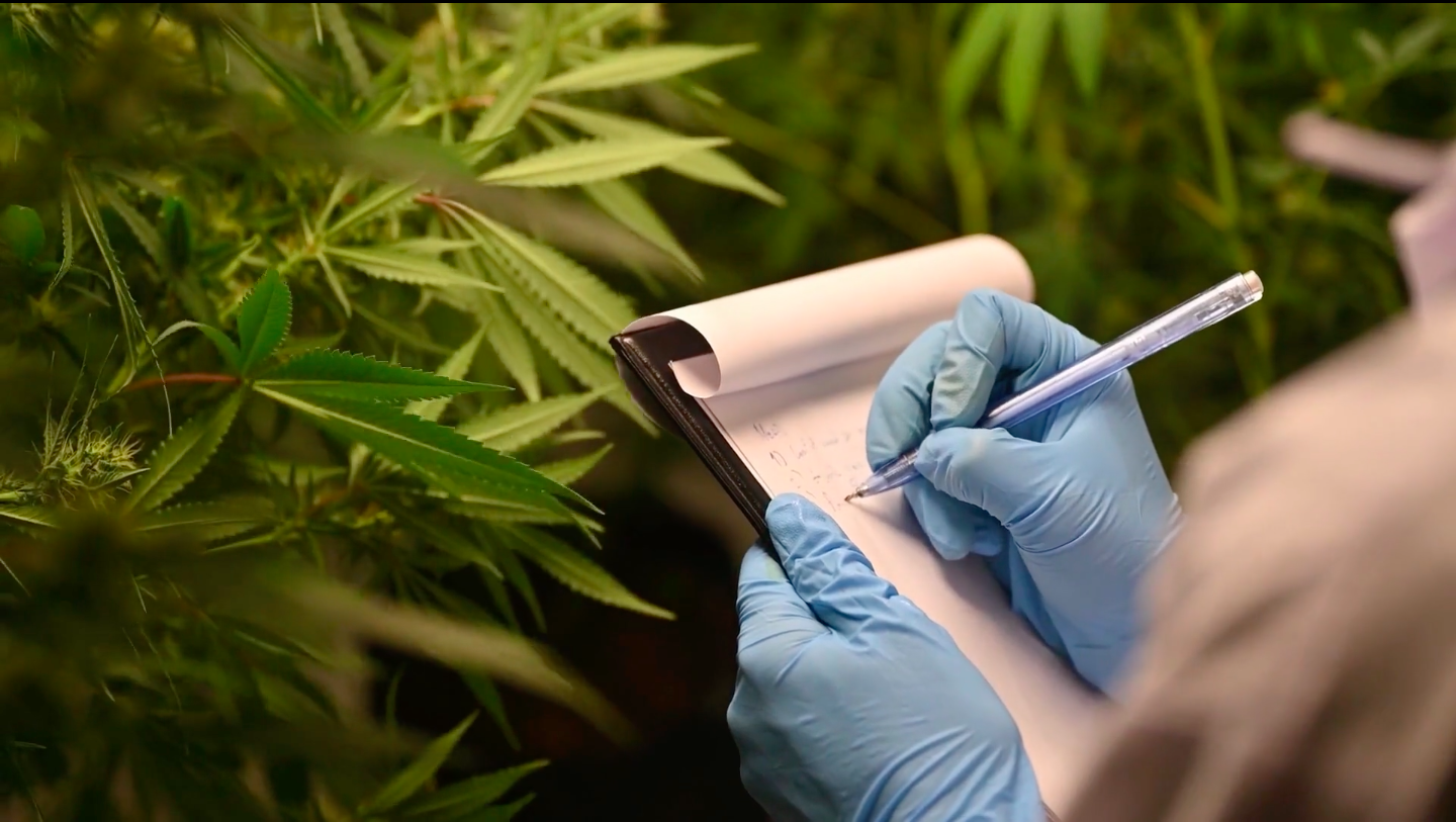 Scientist takes inventory of medical cannabis plants